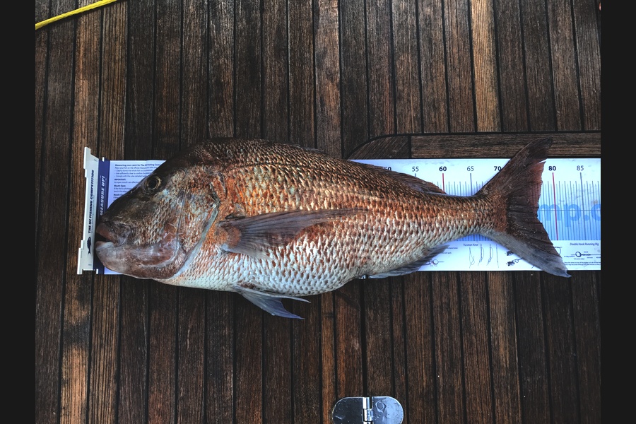 Cameron Thorpe caught this 76.5cm Snapper at BOI during The Export NZ Fishing Competition