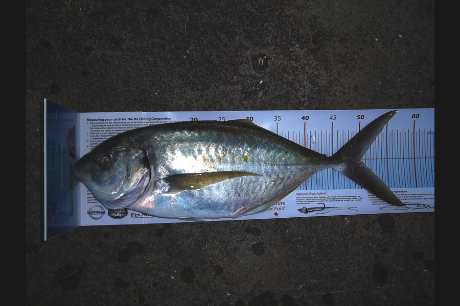 Ivo Jurisich caught this 50.0cm Trevally at Kaipara - Graveyard during The Export NZ Fishing Competition