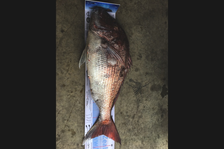 Dan  Govier caught this 82.0cm Snapper at Tasman Bay during The Export NZ Fishing Competition