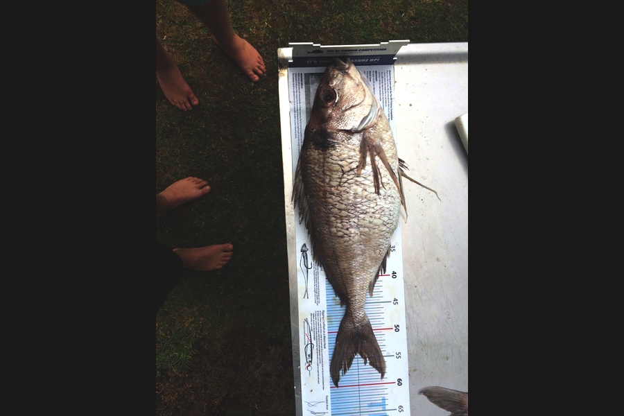 Neil Gwillim caught this 54.0cm Tarakihi at bop during The Export NZ Fishing Competition