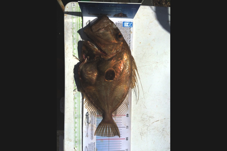 brian Casserly caught this 49.0cm John Dory at East of Tiri during The Export NZ Fishing Competition