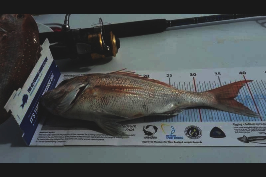 Joy Port-Philips caught this 36.0cm Snapper at Waikawau  during The Export NZ Fishing Competition