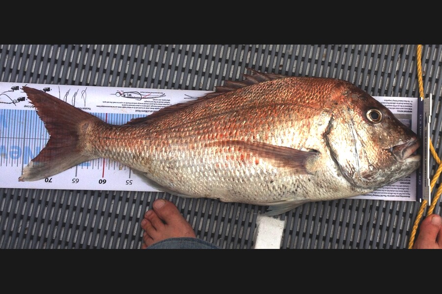Fred Southerwood caught this 70.0cm Snapper at West Welly during The Export NZ Fishing Competition