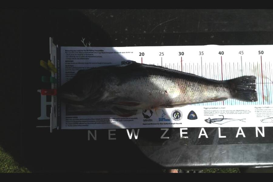 Andrew Martin caught this 48.0cm Blue Cod at Tora during The Export NZ Fishing Competition