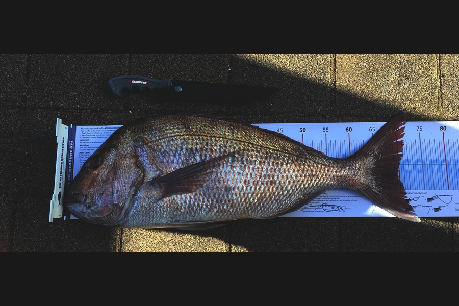 Tony Wilson caught this 69.5cm Snapper at Penguin shoals during The Export NZ Fishing Competition