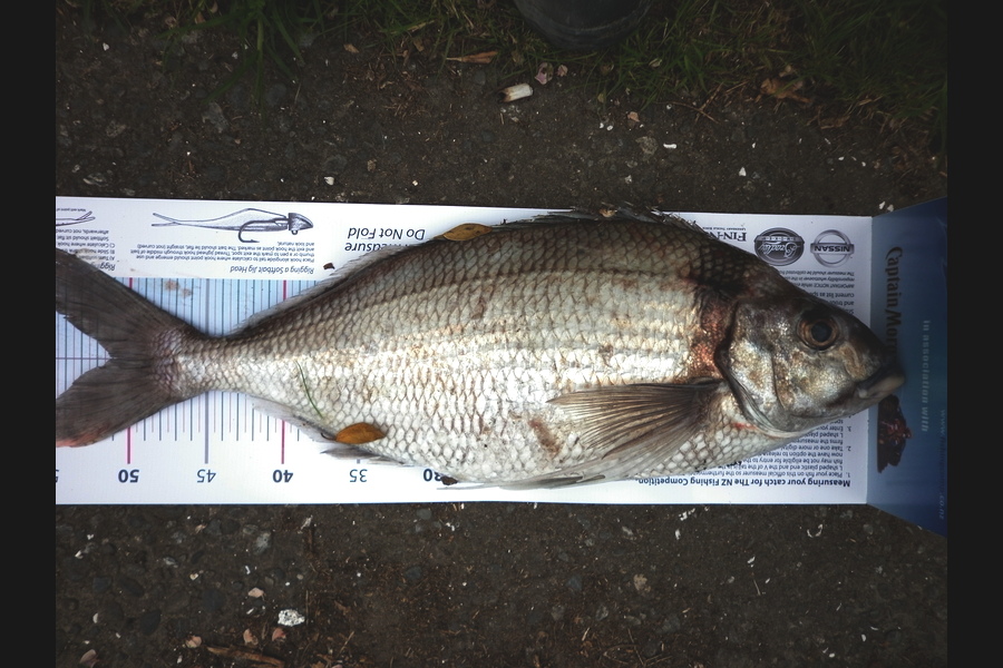 Gavin Henderson caught this 51.0cm Tarakihi at Kapiti Island during The Export NZ Fishing Competition
