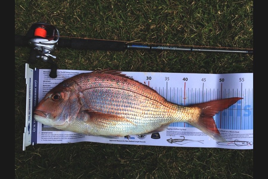 James Lever caught this 47.5cm Snapper at Welly west during The Export NZ Fishing Competition