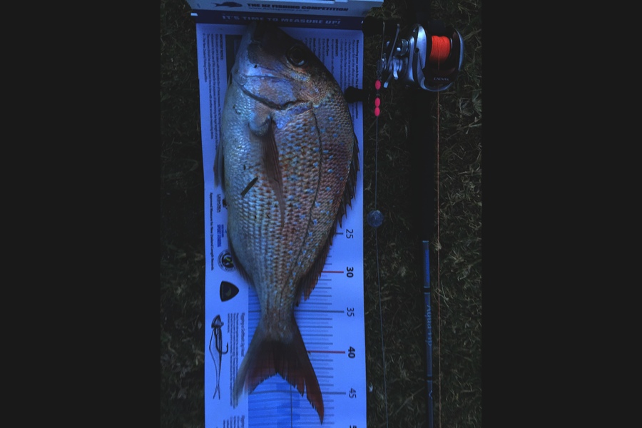 James Lever caught this 42.5cm Snapper at Welly west during The Export NZ Fishing Competition