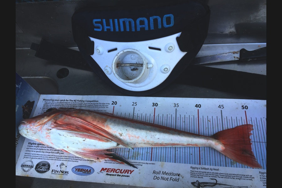 Mike Foothead caught this 50.0cm Gurnard at Kapiti during The Export NZ Fishing Competition