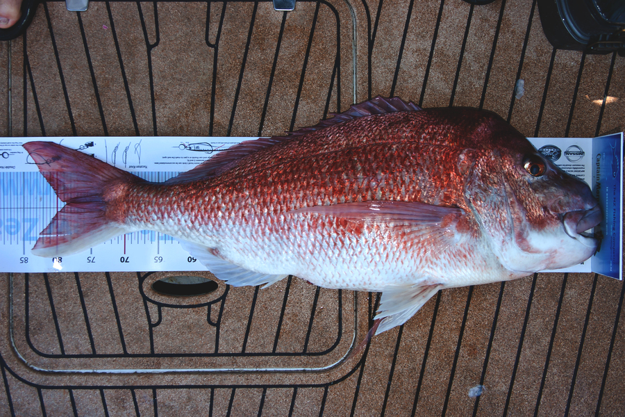 Graham Murphy caught this 78.5cm Snapper at Whakatane during The Export NZ Fishing Competition