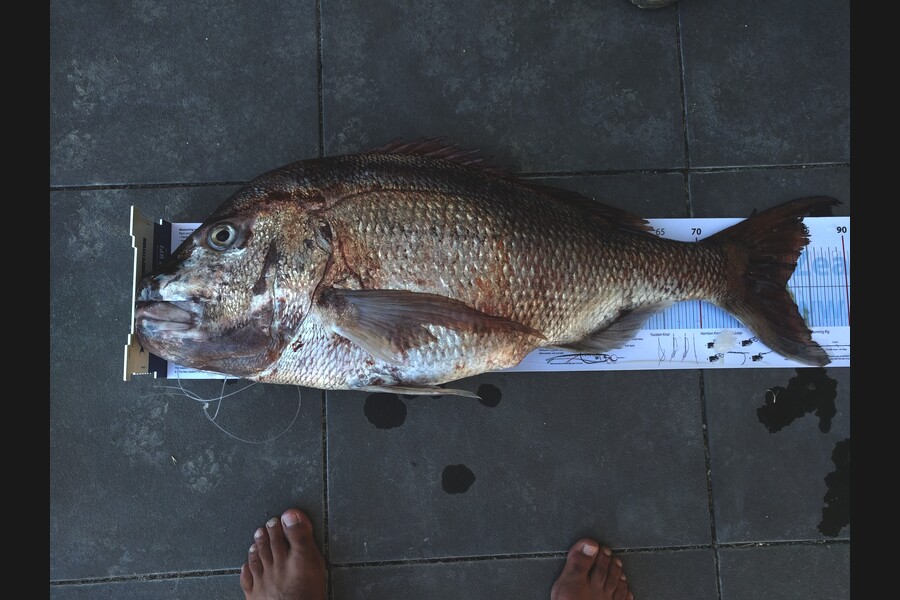 James Rowe caught this 81.5cm Snapper at Northland during The Export NZ Fishing Competition