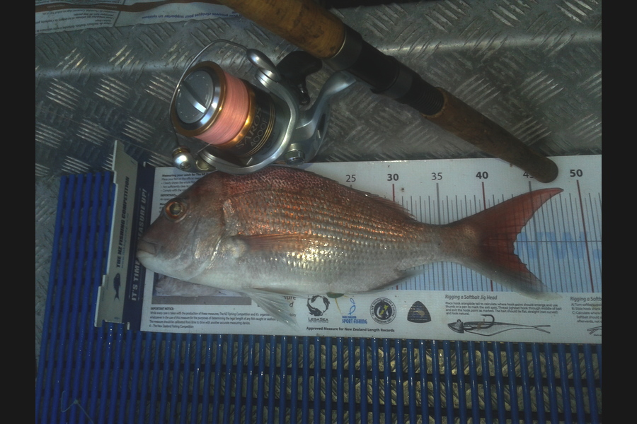 Brian  Gallogly caught this 42.5cm Snapper at Rakino during The Export NZ Fishing Competition