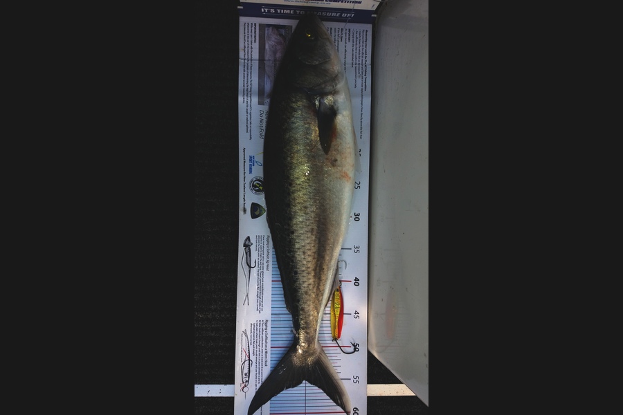 Jim Collins caught this 55.0cm Kahawai at Welly Harbour during The Export NZ Fishing Competition
