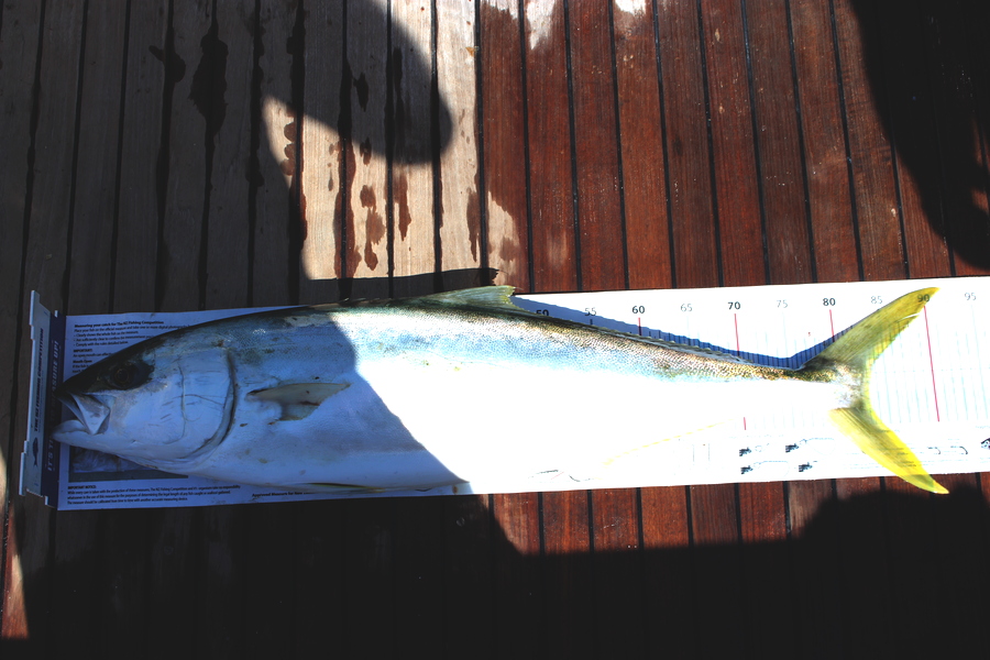 Paul Burrows caught this 83.5cm Kingfish at Channel Island during The Export NZ Fishing Competition