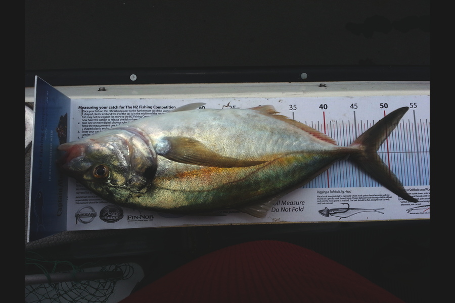 Spencer Roff caught this 48.5cm Trevally at Matiatia Hole during The Export NZ Fishing Competition