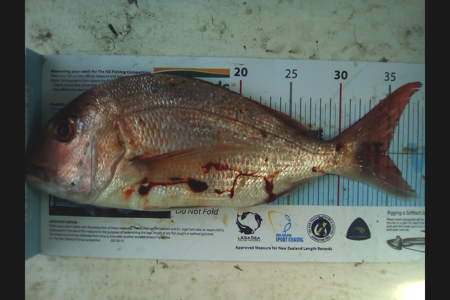 Mattew Resima caught this 34.5cm Snapper at Coromandel during The Export NZ Fishing Competition