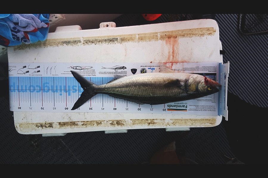 John Van eyk caught this 52.5cm Kahawai at Firth during The Export NZ Fishing Competition