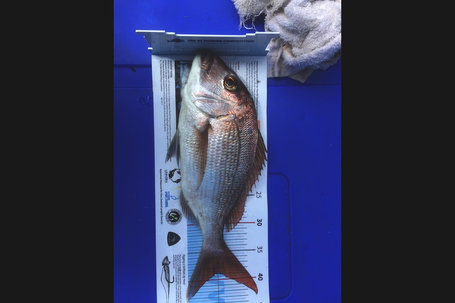 Andy Mohring caught this 39cm Snapper at Thames during The Export NZ Fishing Competition
