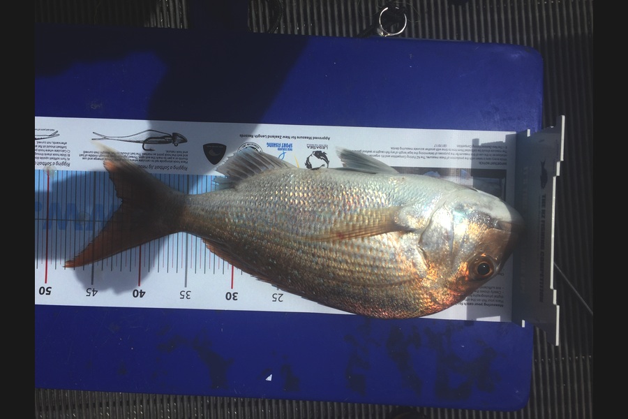 Mark Harris caught this 42.0cm Snapper at Firth of thanes during The Export NZ Fishing Competition