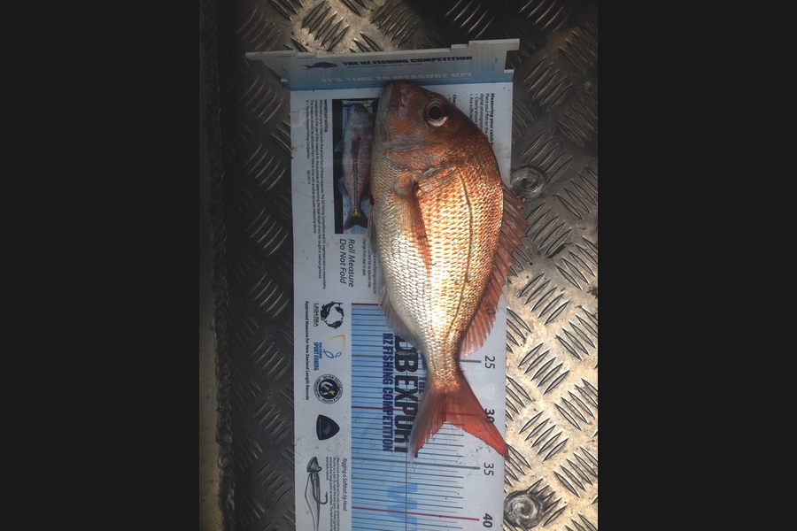 Jordan Clothier caught this 30.5cm Snapper at Hauraki Gulf during The Export NZ Fishing Competition