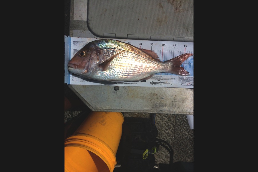 Phillip Bolder caught this 48.5cm Snapper at Thames during The Export NZ Fishing Competition