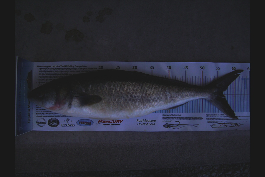 Craig Miller caught this 56.5cm Kahawai at Gisborne during The Export NZ Fishing Competition