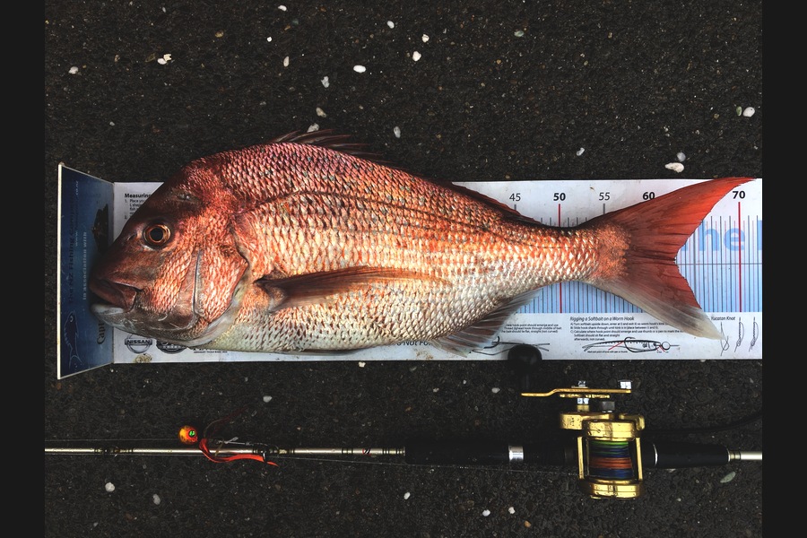 Hayden Walker caught this 62.5cm Snapper at Kapiti during The Export NZ Fishing Competition