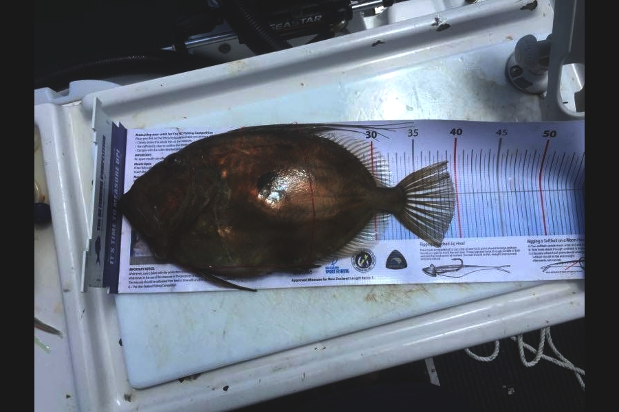 Brad Small caught this 39.5cm John Dory at Whangarei  during The Export NZ Fishing Competition