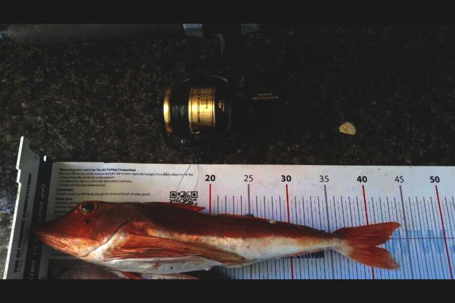 Andre DeAth caught this 40.5cm Gurnard at Patea  during The Export NZ Fishing Competition