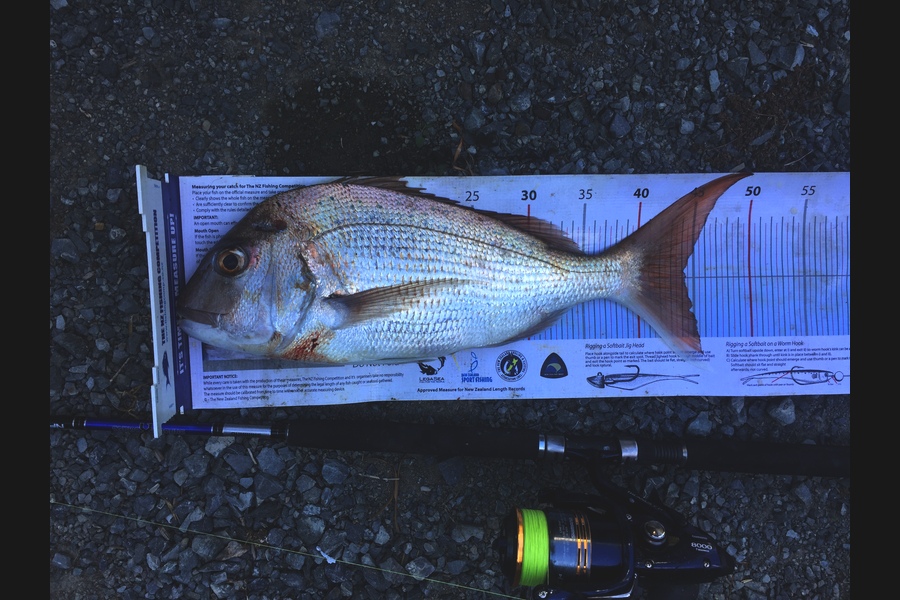 Sarah Hawkes caught this 44.0cm Snapper at Whangarei Harbour  during The Export NZ Fishing Competition