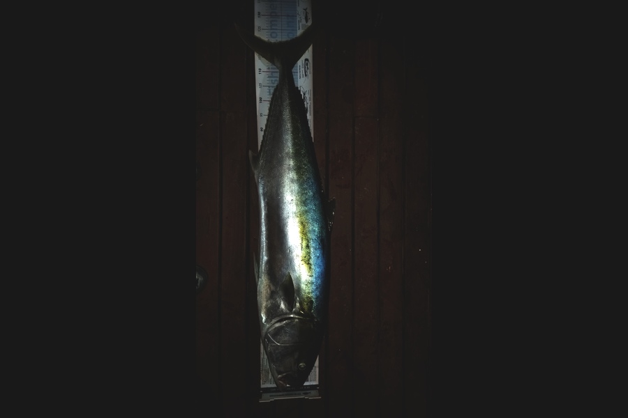 Michael  Fleming  caught this 120.0cm Kingfish at Kawakawa during The Export NZ Fishing Competition