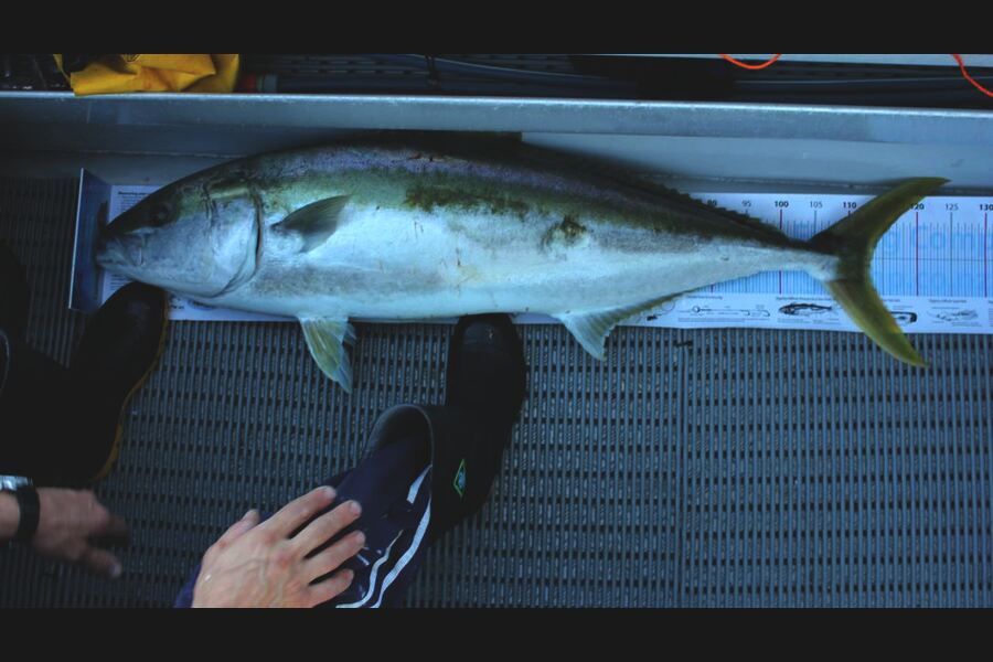 Peter Connolly caught this 113.0cm Kingfish at Durveille Island during The Export NZ Fishing Competition