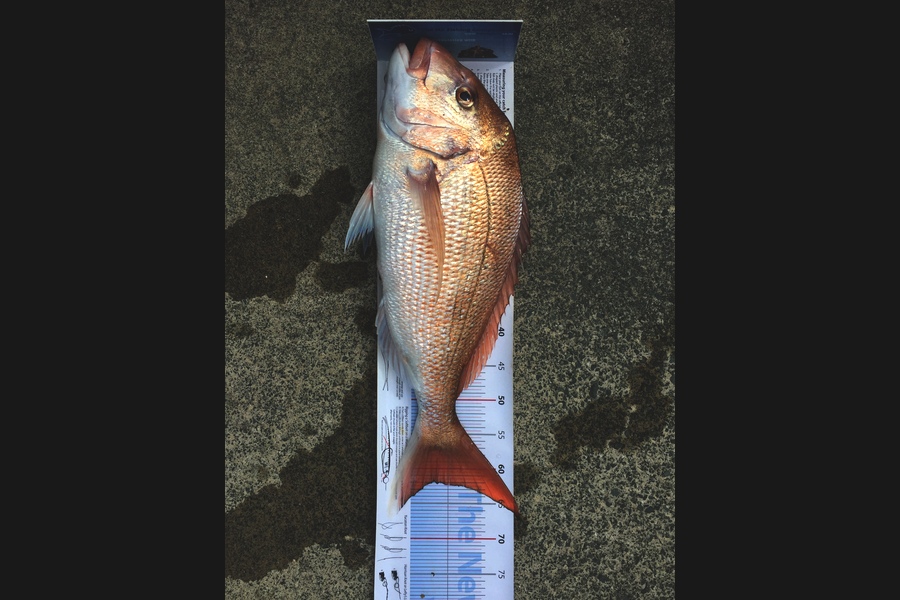 Bruce Peden caught this 62.0cm Snapper at kawau during The Export NZ Fishing Competition