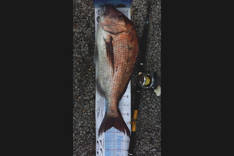 Graeme Mckay caught this 67.0cm Snapper at Gisborne during The Export NZ Fishing Competition