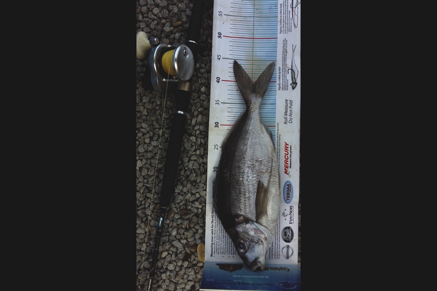 Graeme Mckay caught this 39.5cm Tarakihi at Gisborne during The Export NZ Fishing Competition