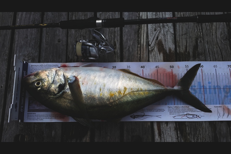 Ben Subritzky  caught this 55.0cm Trevally at Waipu during The Export NZ Fishing Competition