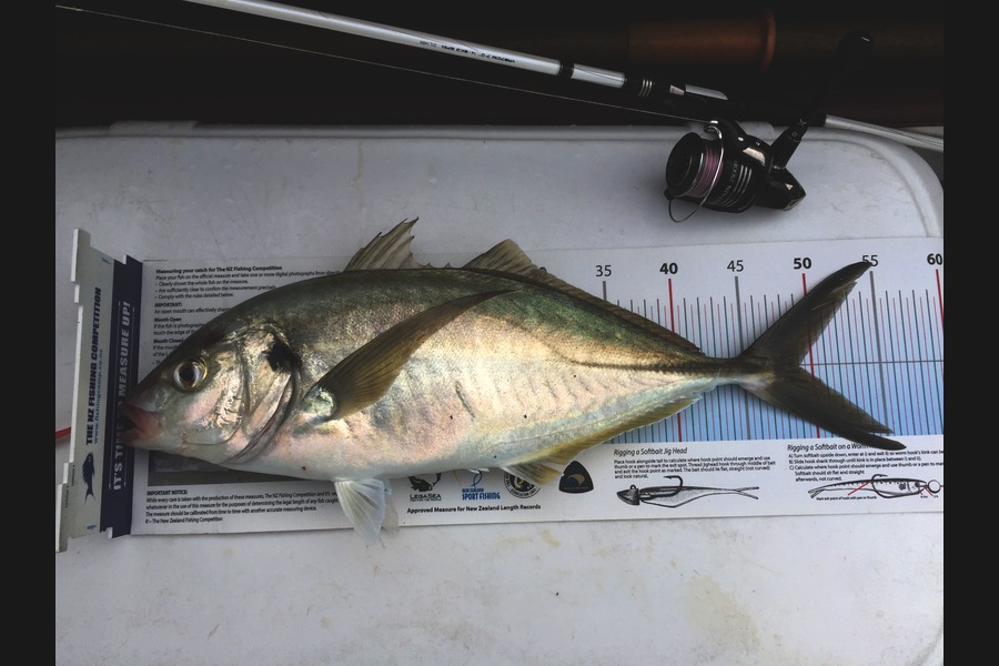 Hilman Solomon caught this 49.0cm Trevally at Sergeant Channel during The Export NZ Fishing Competition