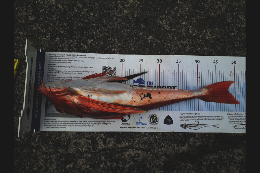 Mike  Johnston caught this 48.0cm Gurnard at Kapiti during The Export NZ Fishing Competition