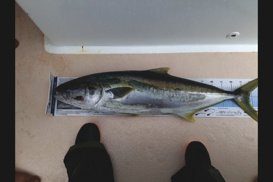 Mathew Goodall caught this 98.5cm Kingfish at Whakatane during The Export NZ Fishing Competition