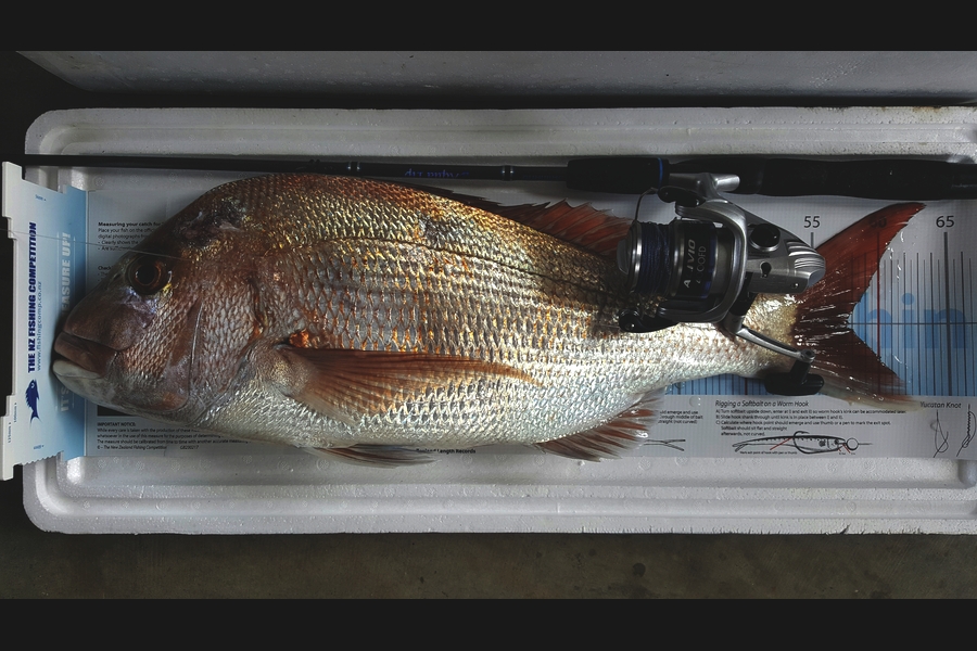 James Manales caught this 57.5cm Snapper at Firth of Thames during The Export NZ Fishing Competition