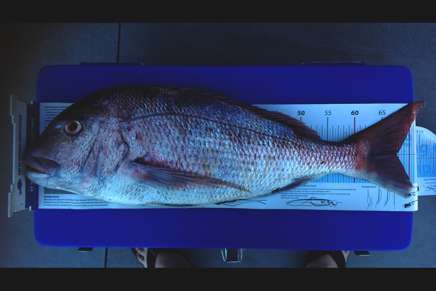 Mathew Goodall caught this 67.5cm Snapper at Whitianga during The Export NZ Fishing Competition
