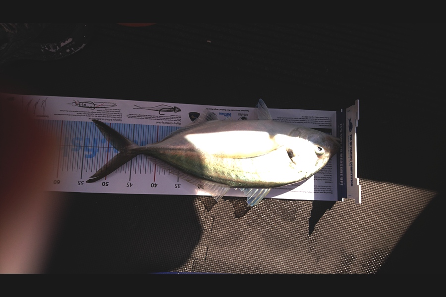 Carl McCoy caught this 47.5cm Trevally at Fitzroy Bay  during The Export NZ Fishing Competition