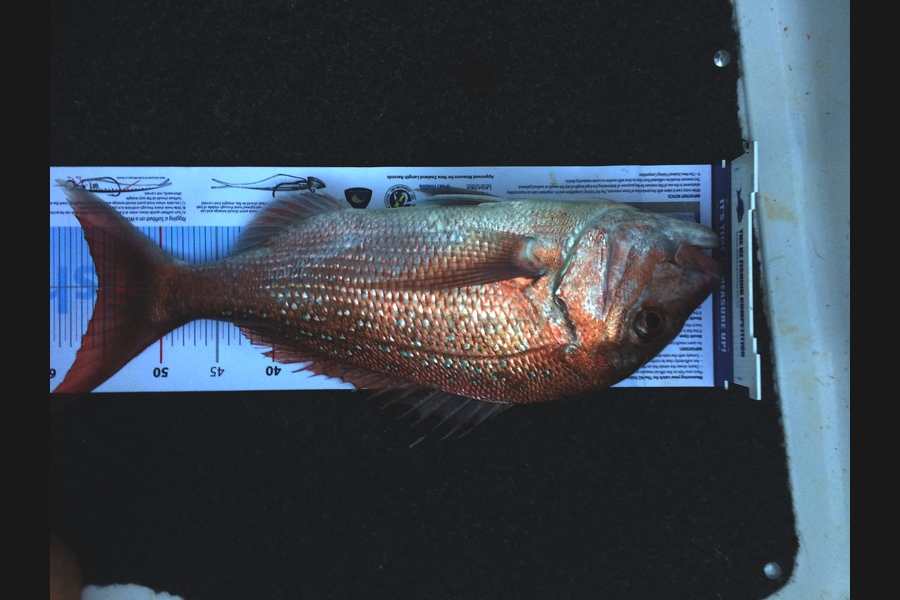 Brian Grey caught this 55.5cm Snapper at Tauranga during The Export NZ Fishing Competition