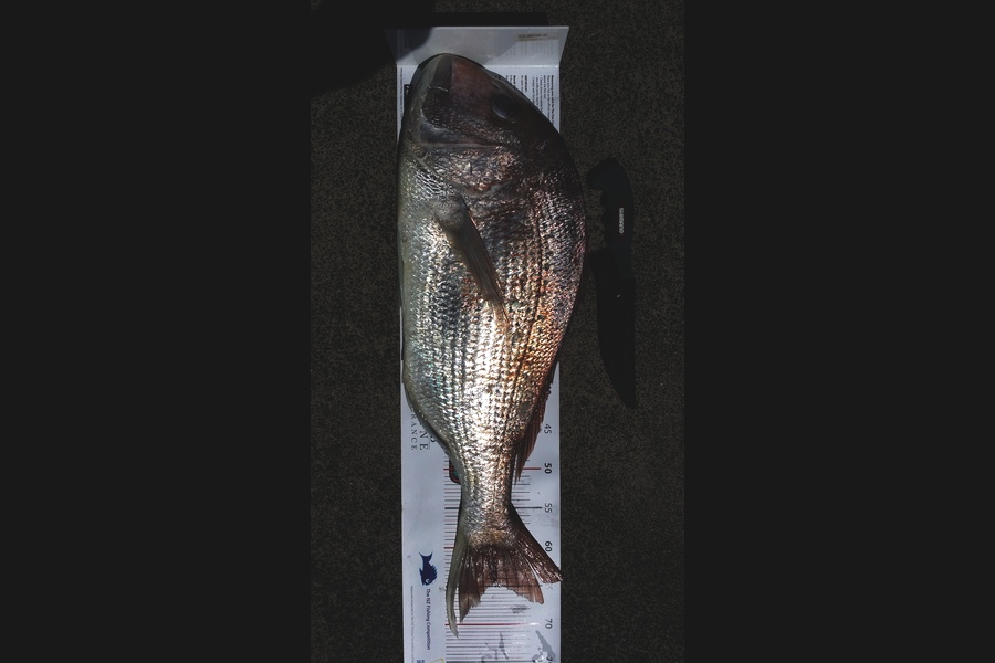 Karl Taylor caught this 64.5cm Snapper at Manukau Bar during The Export NZ Fishing Competition