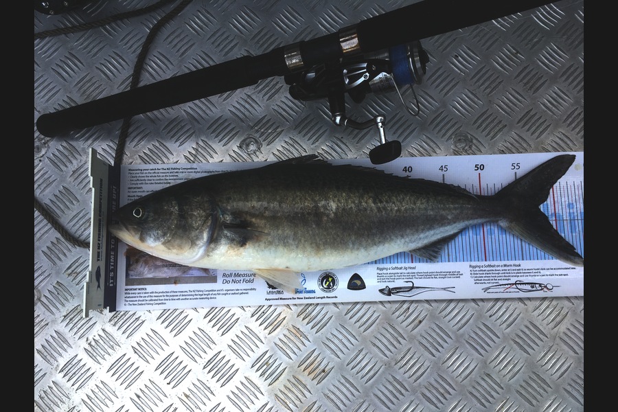 Greg Watkins caught this 57.5cm Kahawai at Simpsons during The Export NZ Fishing Competition