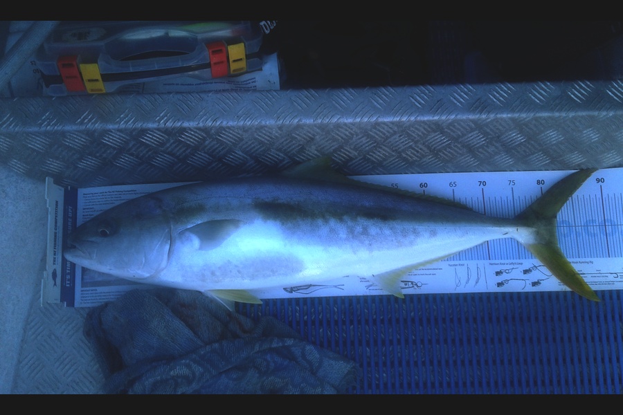 Brian  Gallogly caught this 81.5cm Kingfish at Kawau during The Export NZ Fishing Competition