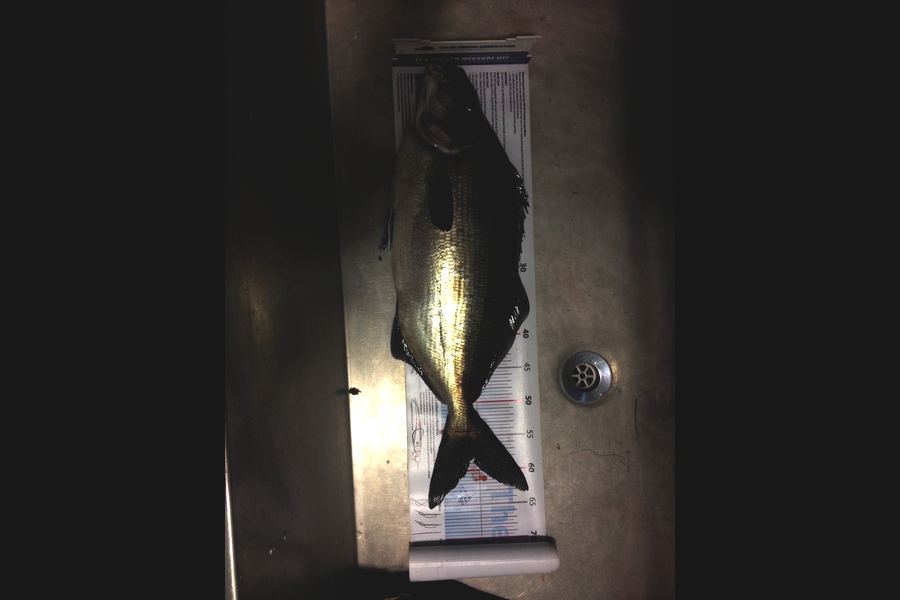 Fred Southerwood caught this 58.5cm Blue Moki at Kapiti Coast during The Export NZ Fishing Competition