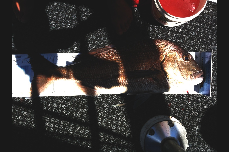 Andrew August caught this 78.5cm Snapper at Mayor Island during The Export NZ Fishing Competition