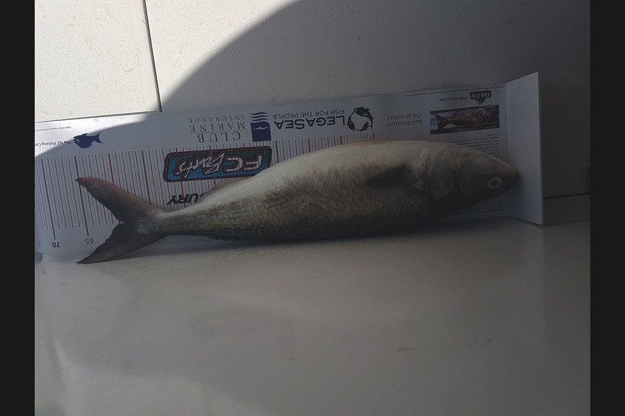 Andrew Wilson caught this 59.0cm Kahawai at Manukau during The Export NZ Fishing Competition
