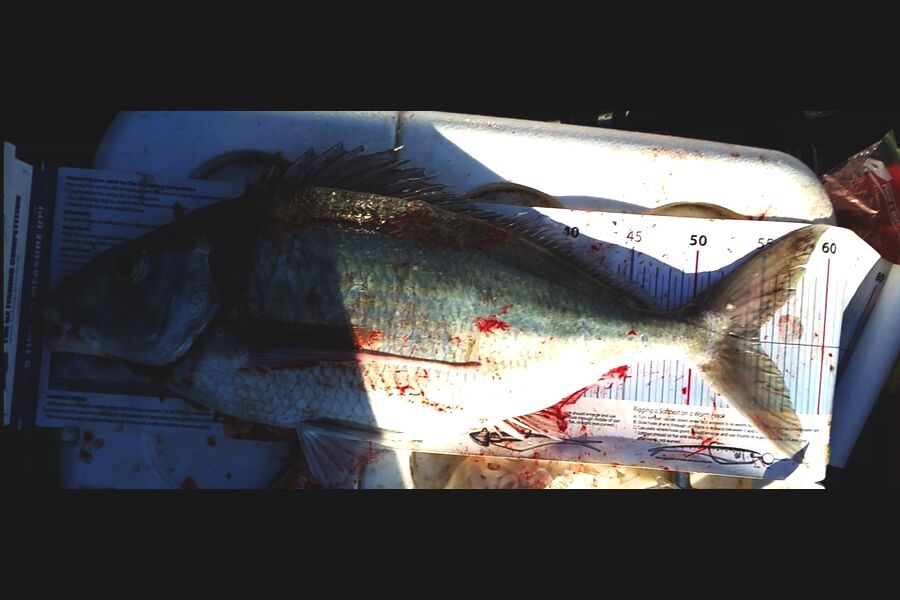 Leigh Page caught this 55.0cm Tarakihi at Wellington south coast during The Export NZ Fishing Competition